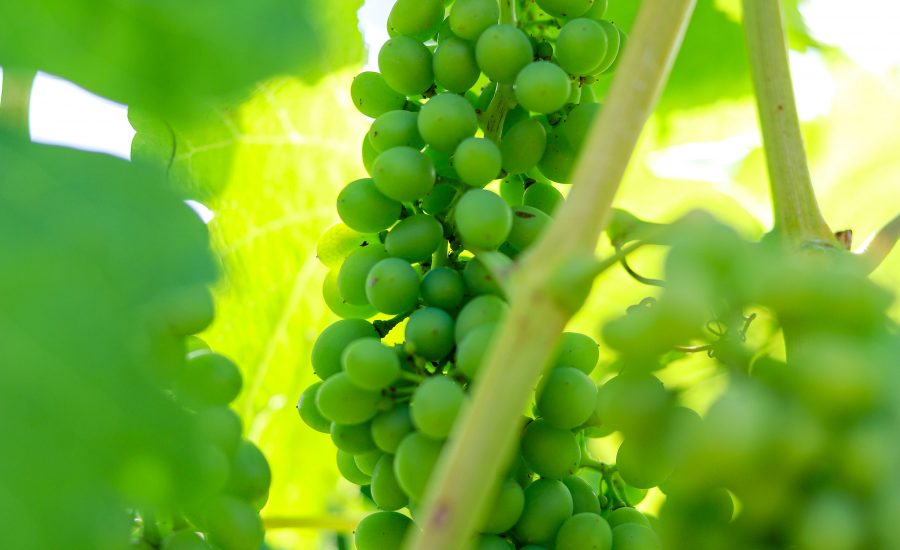 Green unripe Grapes