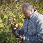 Rikus in the Vineyards